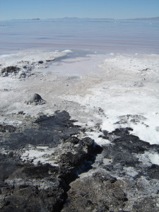 Seeping asphaltum deposits at Rozel Point. Photograph: Chris McAuliffe.